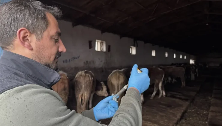 Kars’ta Şap Hastalığına Karşı Yoğun Aşı Programı Uygulanıyor